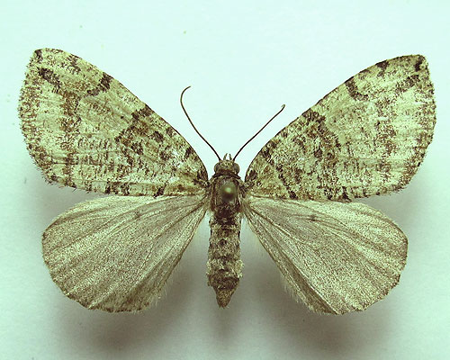 Hydriomena furcata (Thunberg, 1784) Hydriomena furcata (Thunberg, 1784)