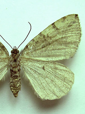 Hydriomena furcata (Thunberg, 1784) Hydriomena furcata (Thunberg, 1784)
