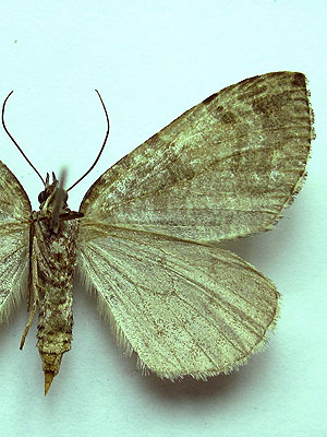 Hydriomena furcata (Thunberg, 1784) Hydriomena furcata (Thunberg, 1784)