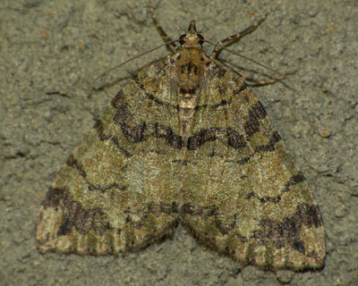 Hydriomena furcata (Thunberg, 1784) Hydriomena furcata (Thunberg, 1784)