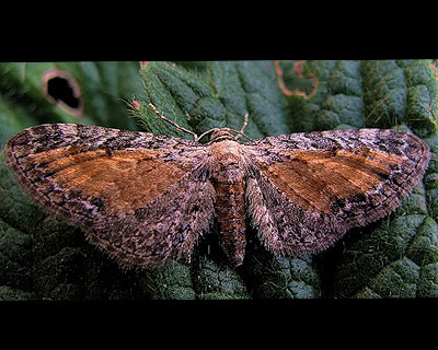 Eupithecia icterata (de Villers, 1789) 
