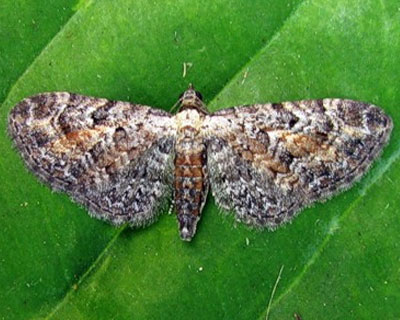 Eupithecia icterata (de Villers, 1789) 