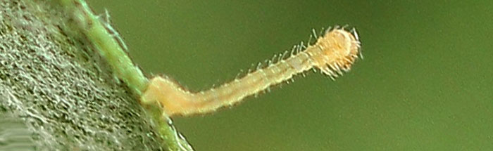 Eupithecia icterata (de Villers, 1789)