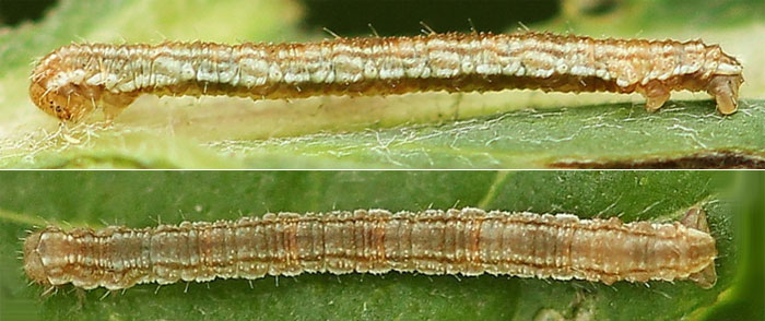 Eupithecia icterata (de Villers, 1789)