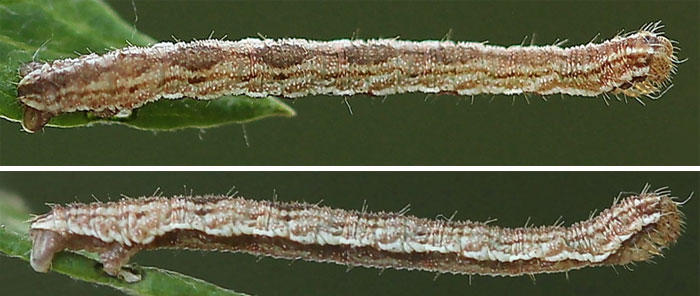 Eupithecia icterata (de Villers, 1789)