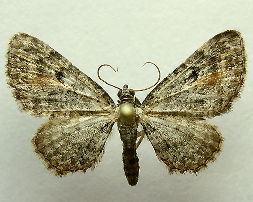 Eupithecia icterata (de Villers, 1789) 