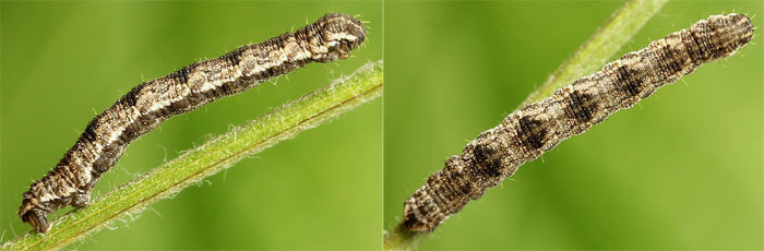 Eupithecia icterata (de Villers, 1789)