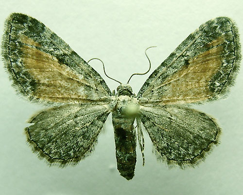 Eupithecia icterata (de Villers, 1789) 