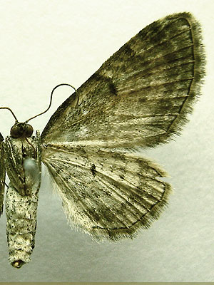 Eupithecia icterata (de Villers, 1789) 