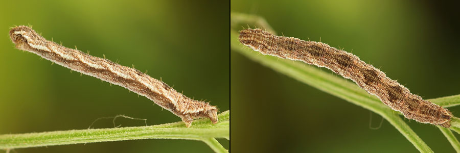 Eupithecia icterata (de Villers, 1789) 