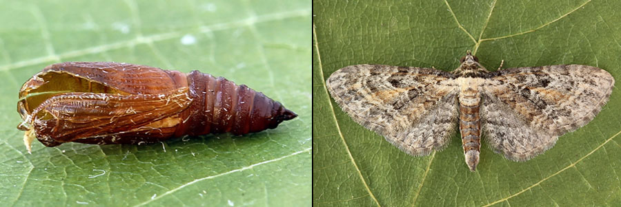 Eupithecia icterata (de Villers, 1789) 