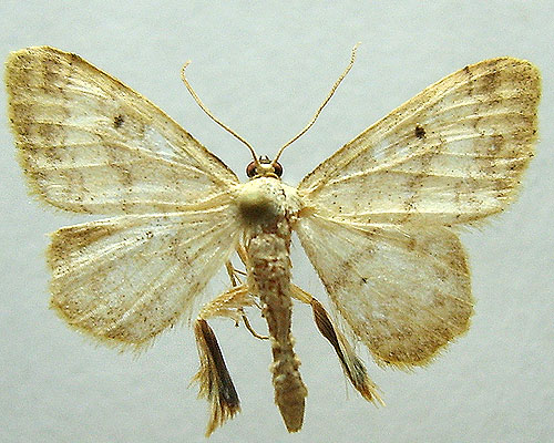 Idaea biselata (Hufnagel, 1767) 