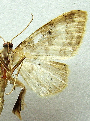 Idaea biselata (Hufnagel, 1767) 