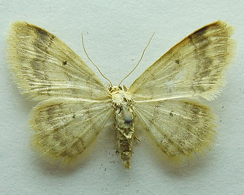 Idaea biselata (Hufnagel, 1767) 