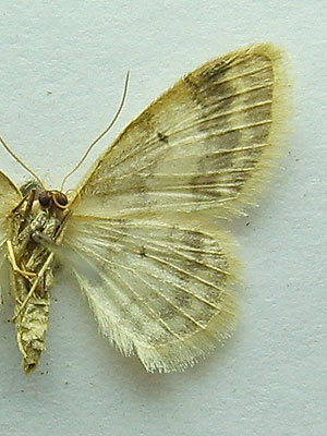 Idaea biselata (Hufnagel, 1767) 