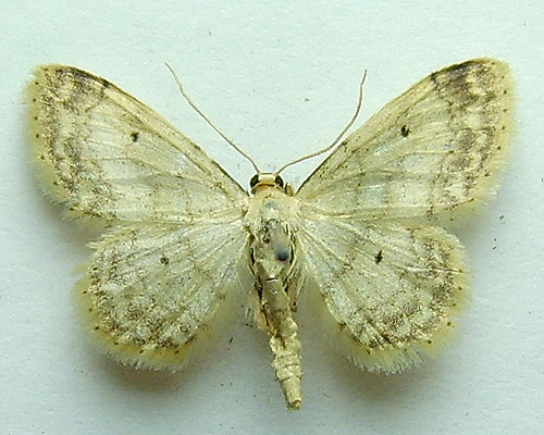 Idaea biselata (Hufnagel, 1767) 