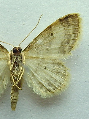 Idaea biselata (Hufnagel, 1767) 