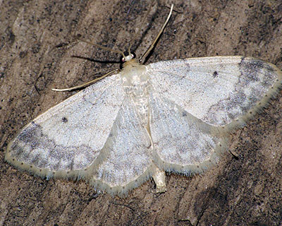 Idaea biselata (Hufnagel, 1767) 