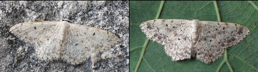 Scopula marginepunctata (Göze, 1781) 