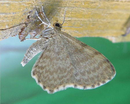Euchoeca nebulata (Scopoli, 1763)