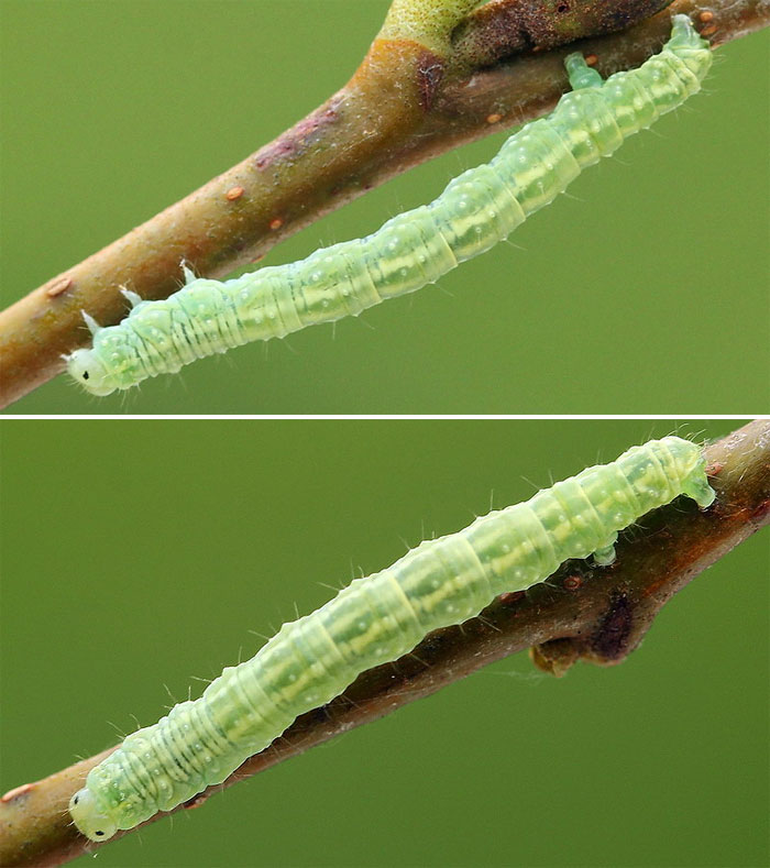Euchoeca nebulata (Scopoli, 1763) 