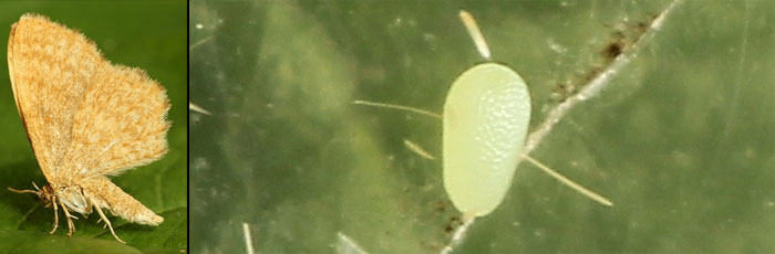 Euchoeca nebulata (Scopoli, 1763) 