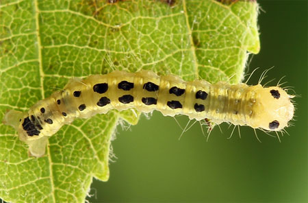 Euchoeca nebulata (Scopoli, 1763) 