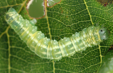 Euchoeca nebulata (Scopoli, 1763) 