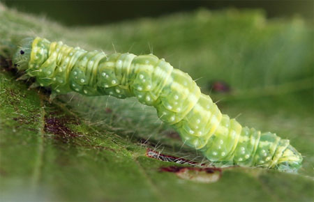 Euchoeca nebulata (Scopoli, 1763) 