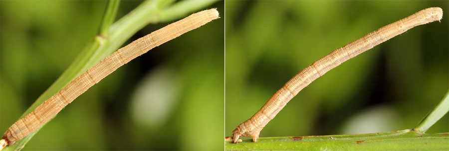 Scopula nigropunctata (Hufnagel, 1767)