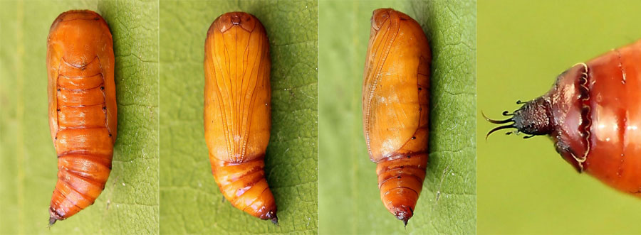 Scopula nigropunctata (Hufnagel, 1767)