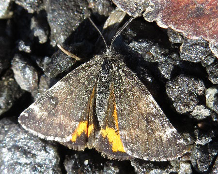 Boudinotiana notha (Hubner, 1803) Весенница осиновая 