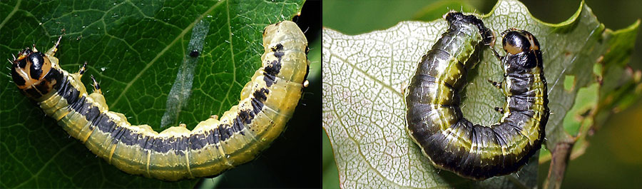 Boudinotiana notha (Hubner, 1803) Весенница осиновая 