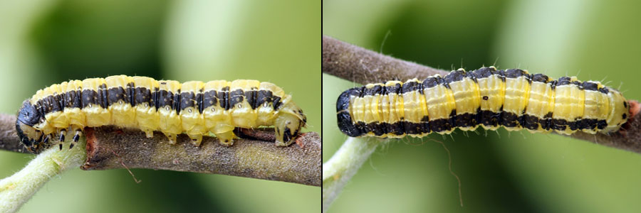 Boudinotiana notha (Hubner, 1803) Весенница осиновая 