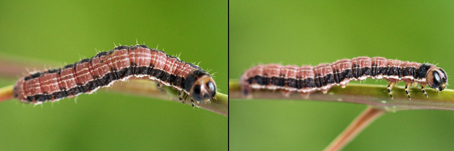 Boudinotiana notha (Hubner, 1803) Весенница осиновая 