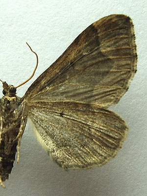 Pelurga comitata (Linnaeus, 1758) Пяденица маревая 