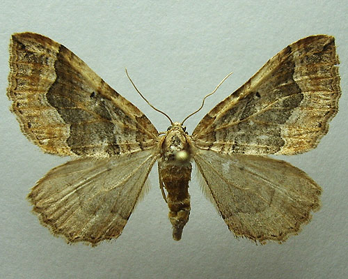 Pelurga comitata (Linnaeus, 1758) Пяденица маревая 