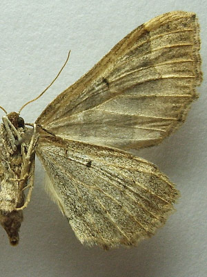 Pelurga comitata (Linnaeus, 1758) Пяденица маревая 