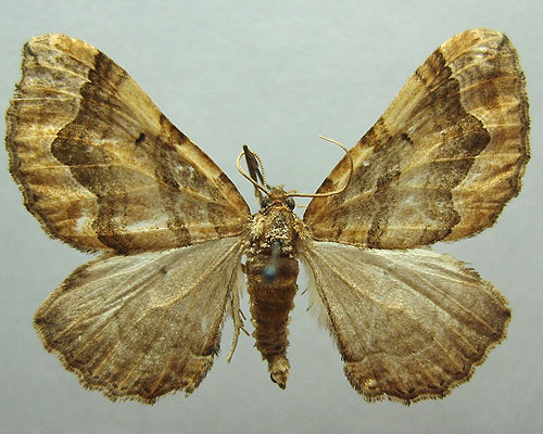 Pelurga comitata (Linnaeus, 1758) Пяденица маревая 
