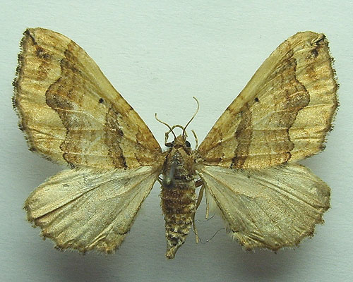 Pelurga comitata (Linnaeus, 1758) Пяденица маревая 