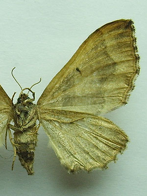 Pelurga comitata (Linnaeus, 1758) Пяденица маревая 