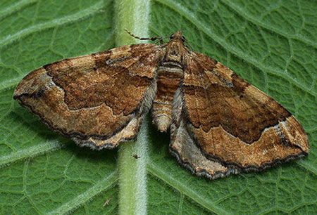 Pelurga comitata (Linnaeus, 1758) Пяденица маревая 
