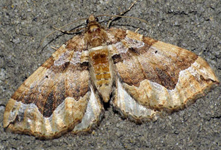 Pelurga comitata (Linnaeus, 1758) Пяденица маревая 