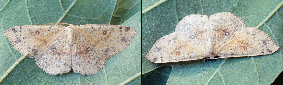Cyclophora porata (Linnaeus, 1767) 
