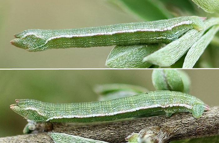 Pseudoterpna pruinata (Hufnagel, 1767) Pseudoterpna pruinata (Hufnagel, 1767)