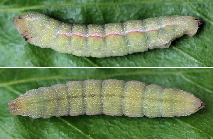 Pseudoterpna pruinata (Hufnagel, 1767) Pseudoterpna pruinata (Hufnagel, 1767)
