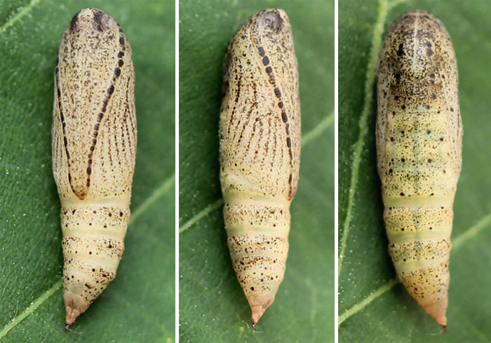 Pseudoterpna pruinata (Hufnagel, 1767) Pseudoterpna pruinata (Hufnagel, 1767)