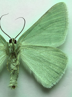 Pseudoterpna pruinata (Hufnagel, 1767) Pseudoterpna pruinata (Hufnagel, 1767)