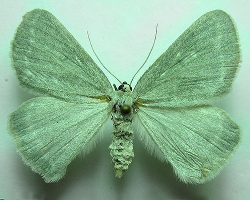 Pseudoterpna pruinata (Hufnagel, 1767) Pseudoterpna pruinata (Hufnagel, 1767)
