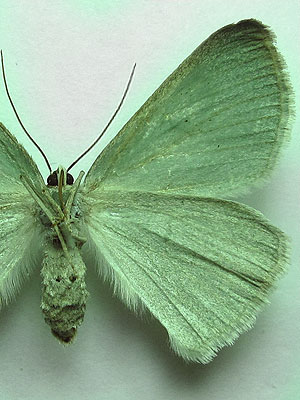 Pseudoterpna pruinata (Hufnagel, 1767) Pseudoterpna pruinata (Hufnagel, 1767)